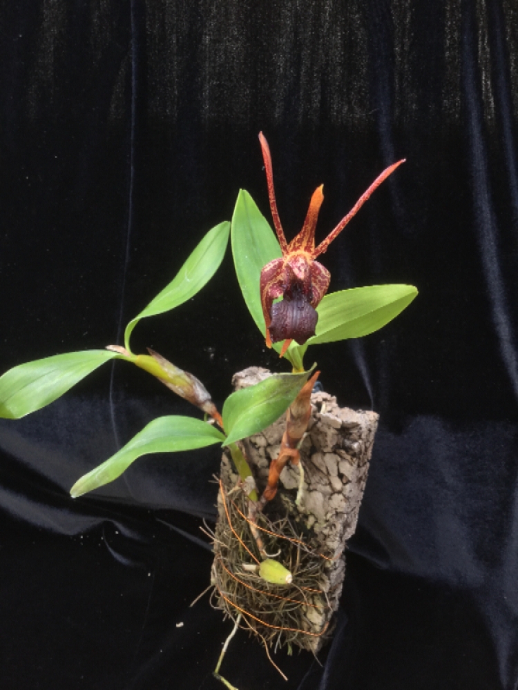 Epigeneium amplum (Dendrobium amplum)