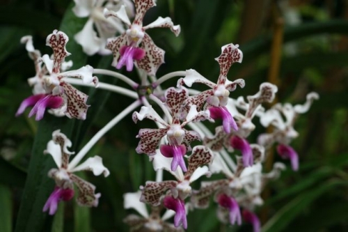 Vanda tricolor var. suavis