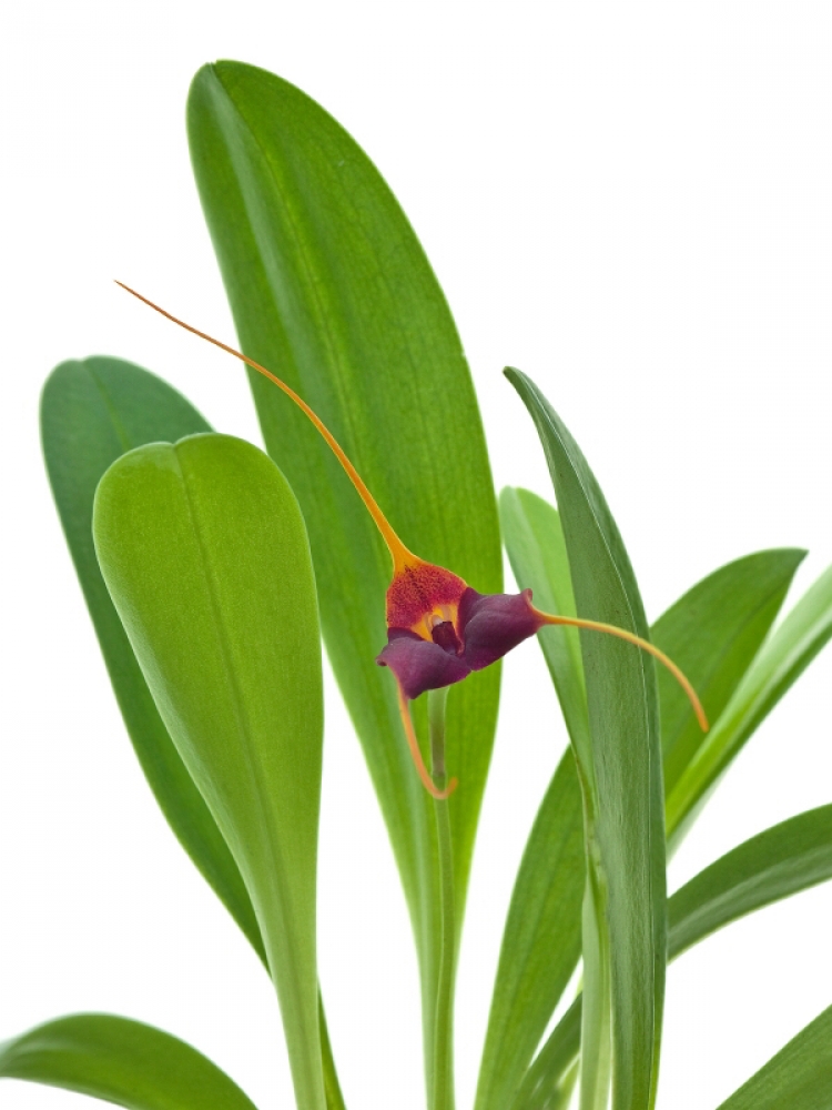 Masdevallia bicolor