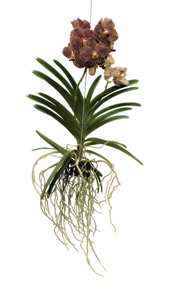 Vanda SUNANDA® Ocelot Sienna 