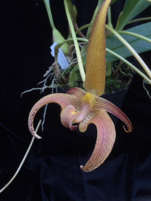 Bulbophyllum lobbii Giant