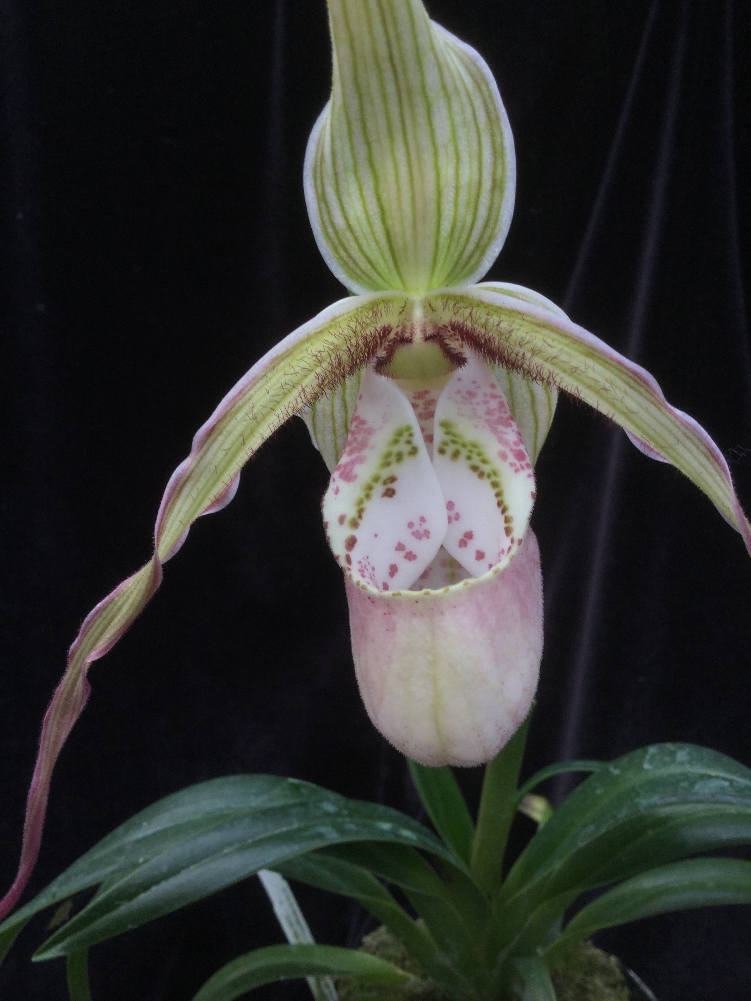 Phragmipedium Ainsworthii x (pearcei.x wallisii)