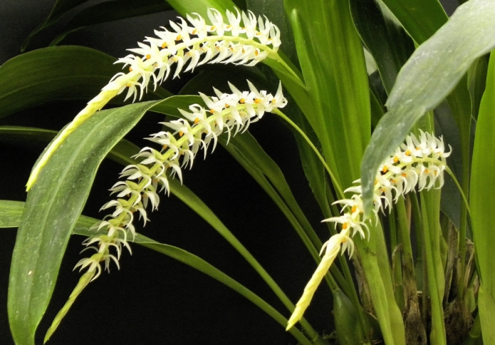 Dendrochilum glumaceum