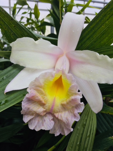 Sobralia sp. weiss Lippe rosa