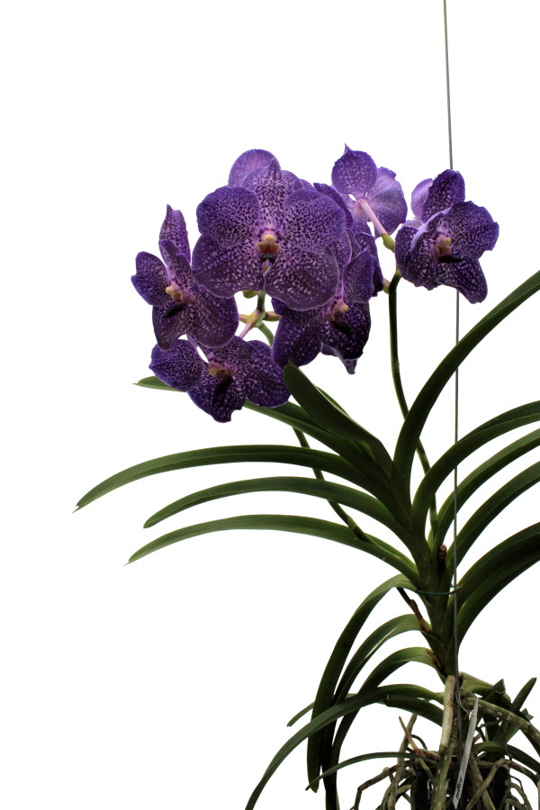 Vanda SUNANDA® Blueberry Smoothie