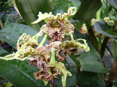 Dendrobium spectabile