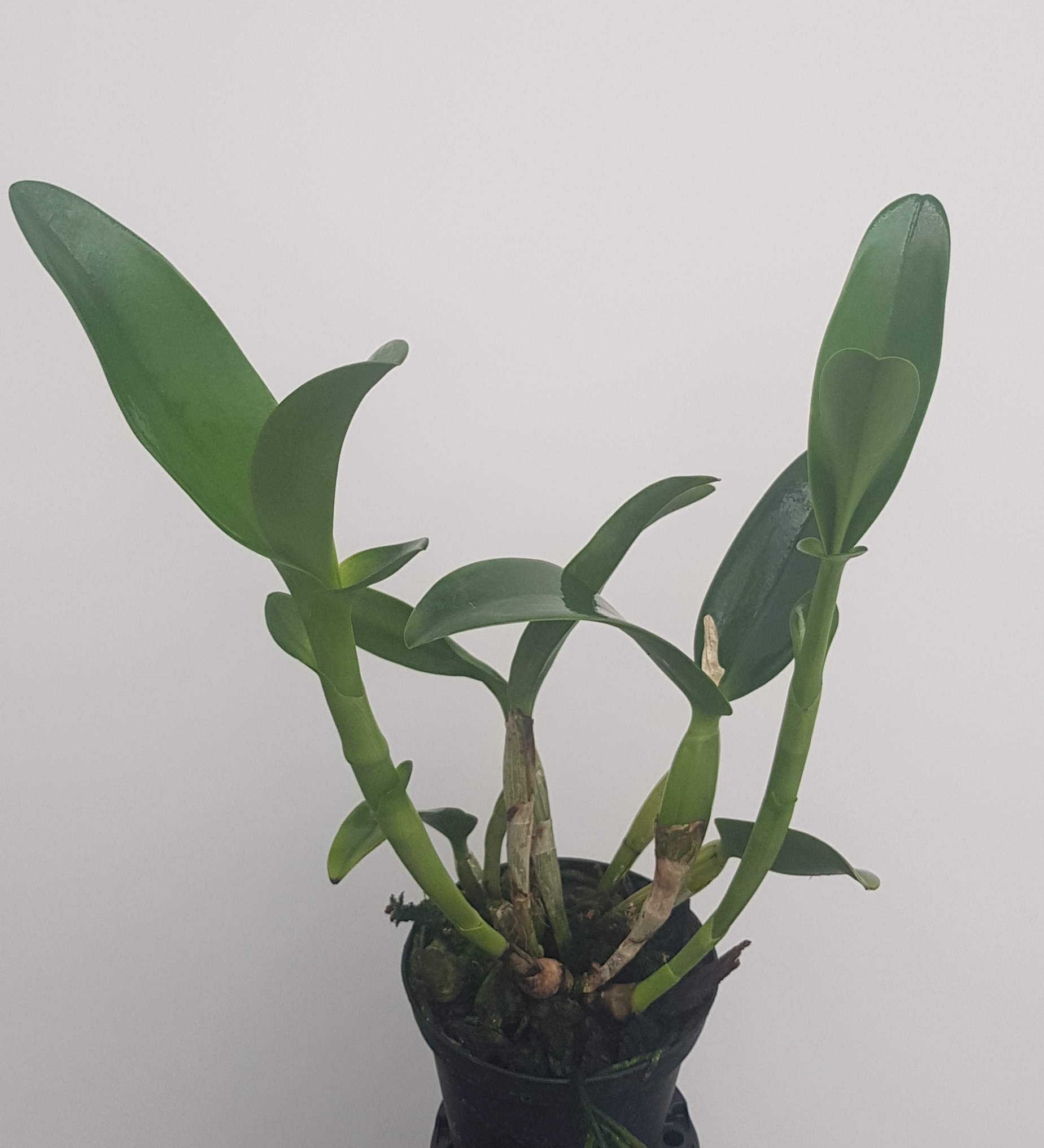 Cattleya aurantiaca spotted
