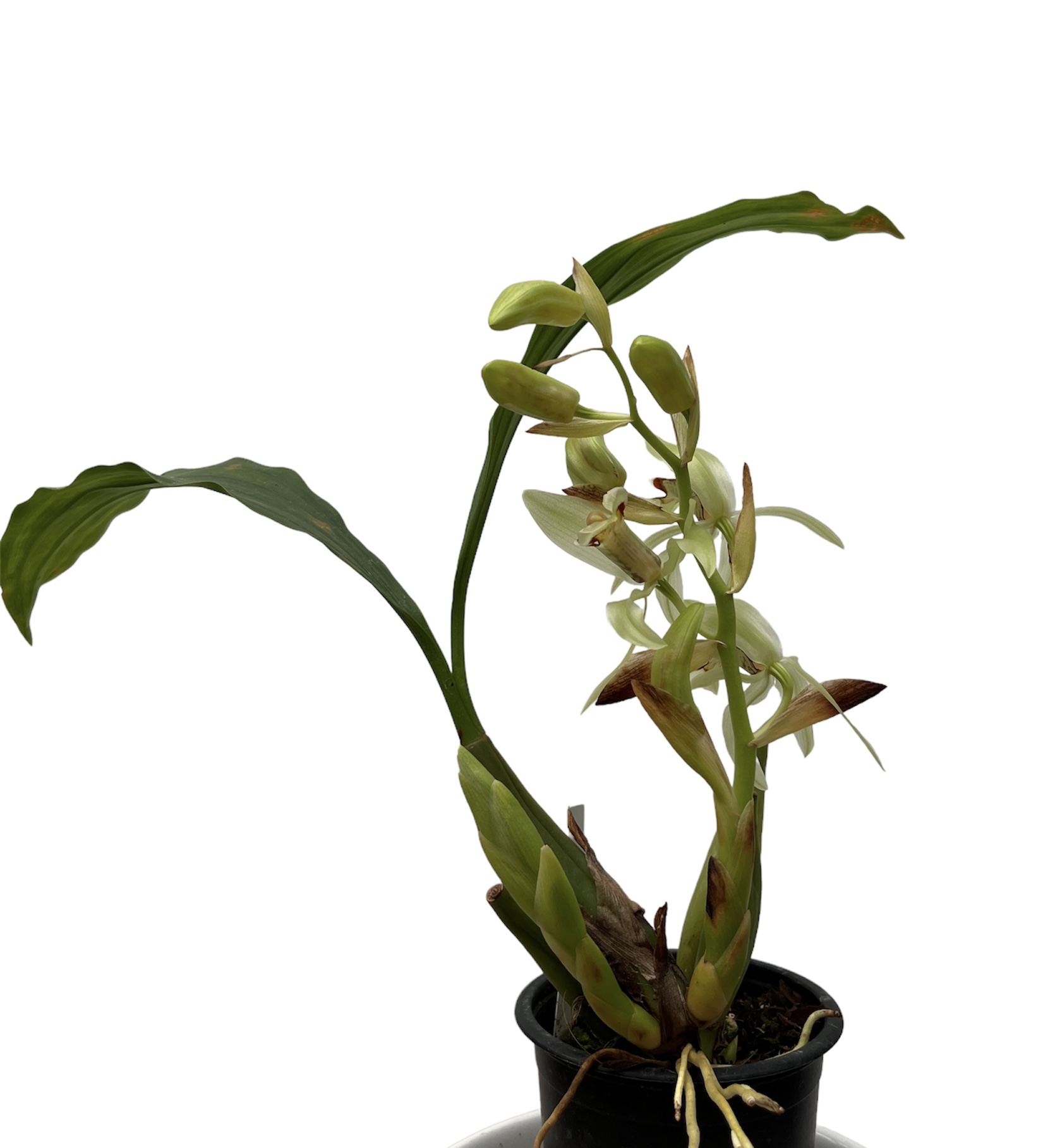 Coelogyne assamica