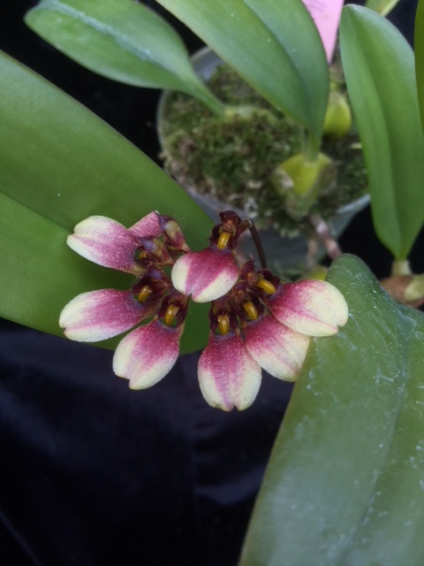 Bulbophyllum flabellum-veneris (aufgebunden)