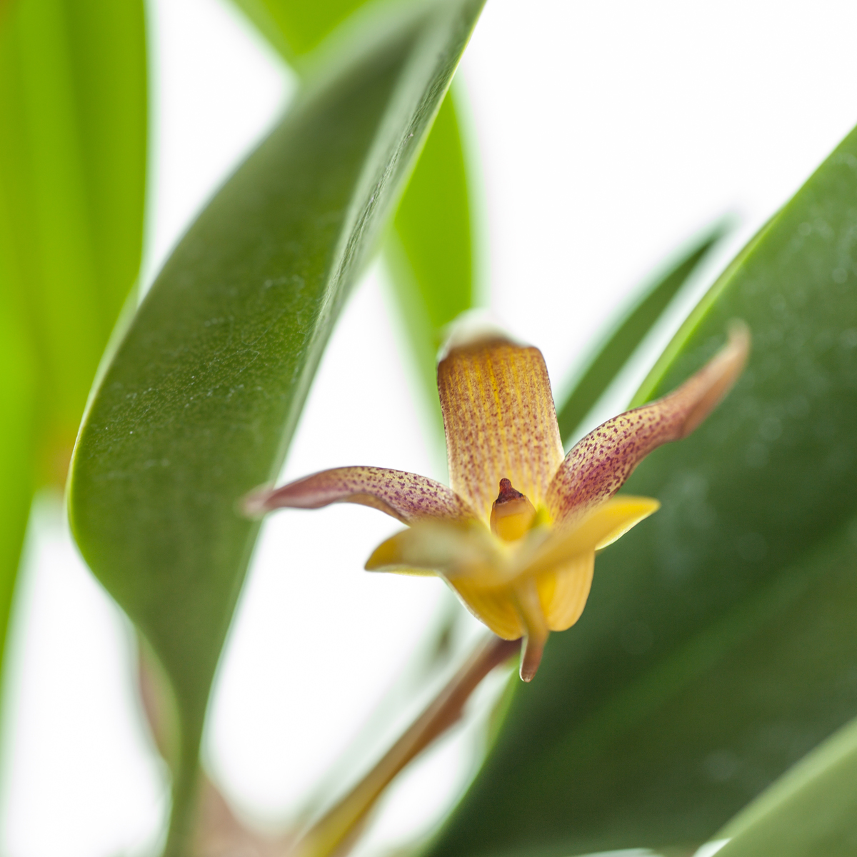 Bulbophyllum cheiri