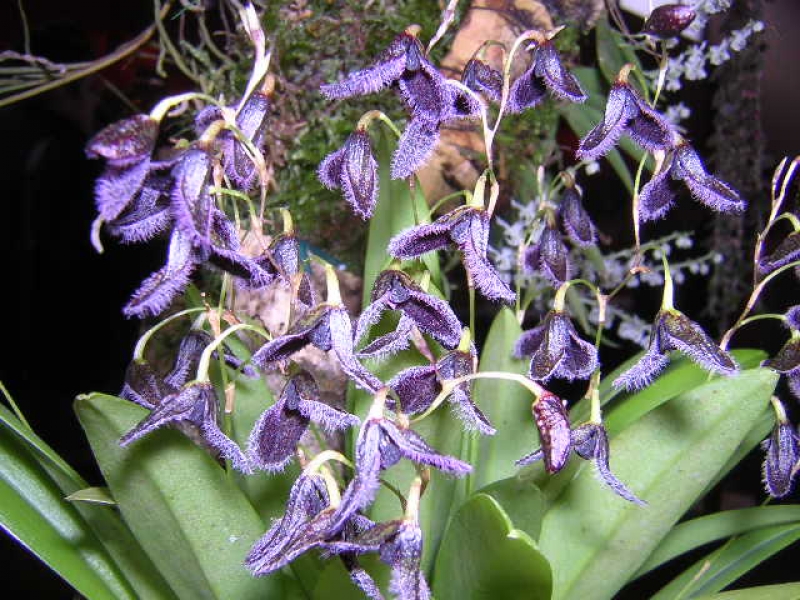 Pleurothallis flexuosa dunkel