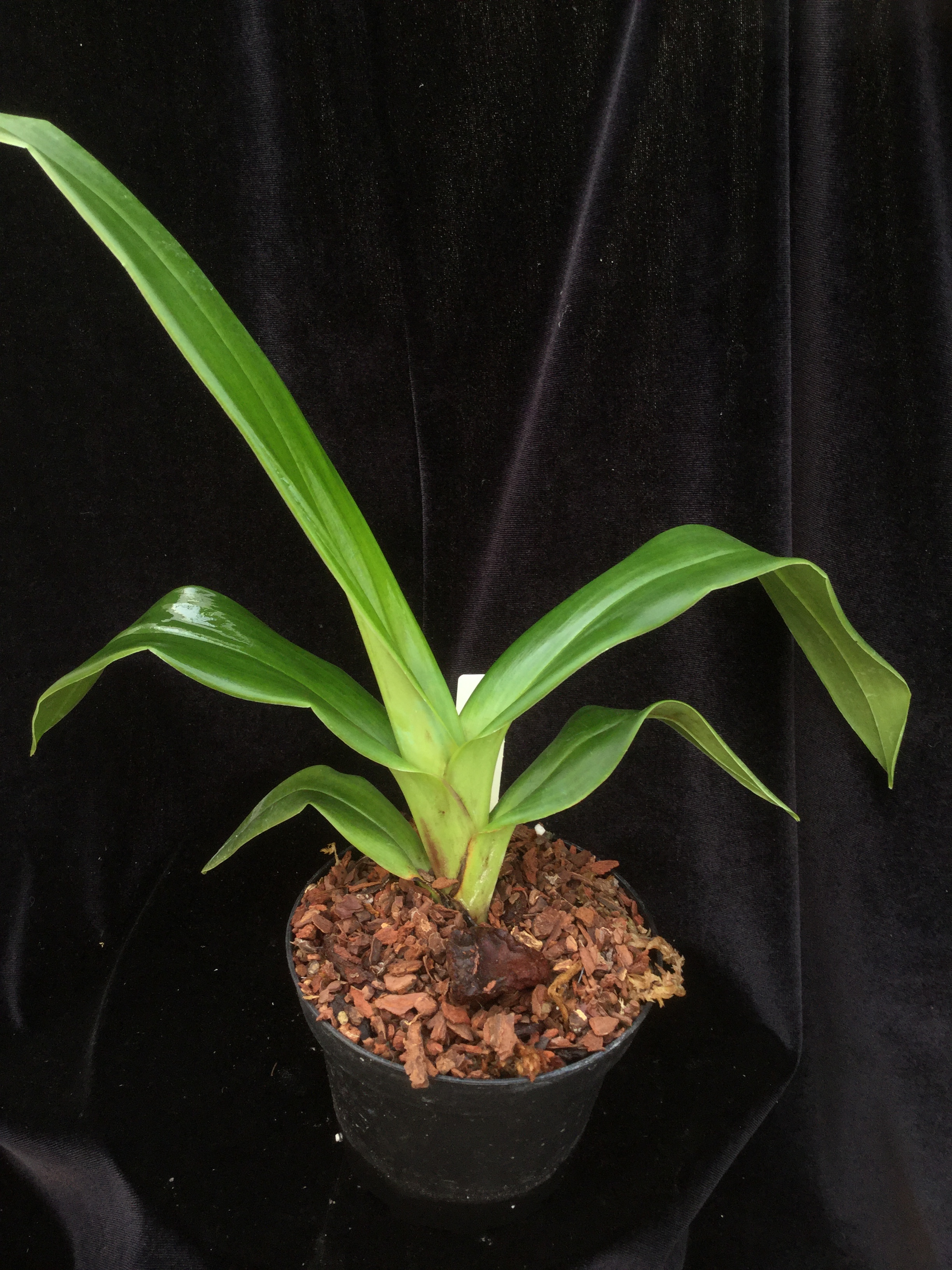 Phragmipedium Fritz Schomburg SM/DOG