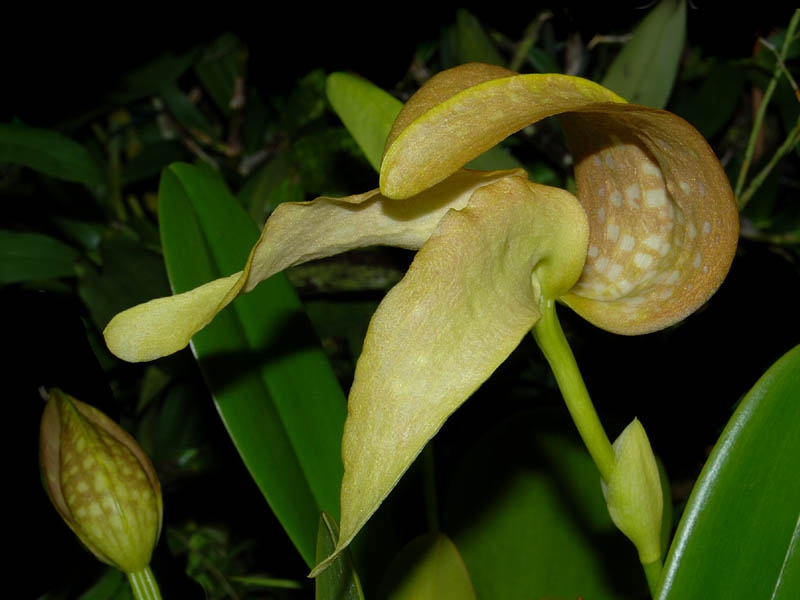 Bulbophyllum grandiflorum