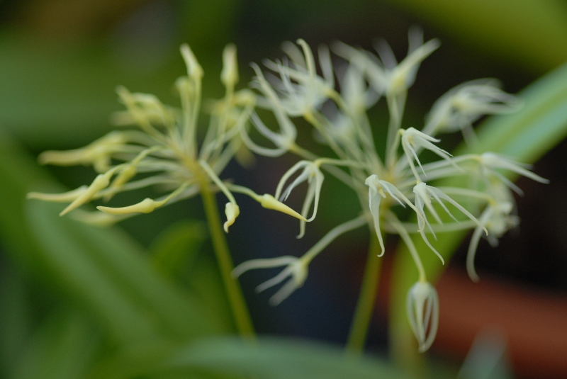 Bulbophyllum laxiflorum