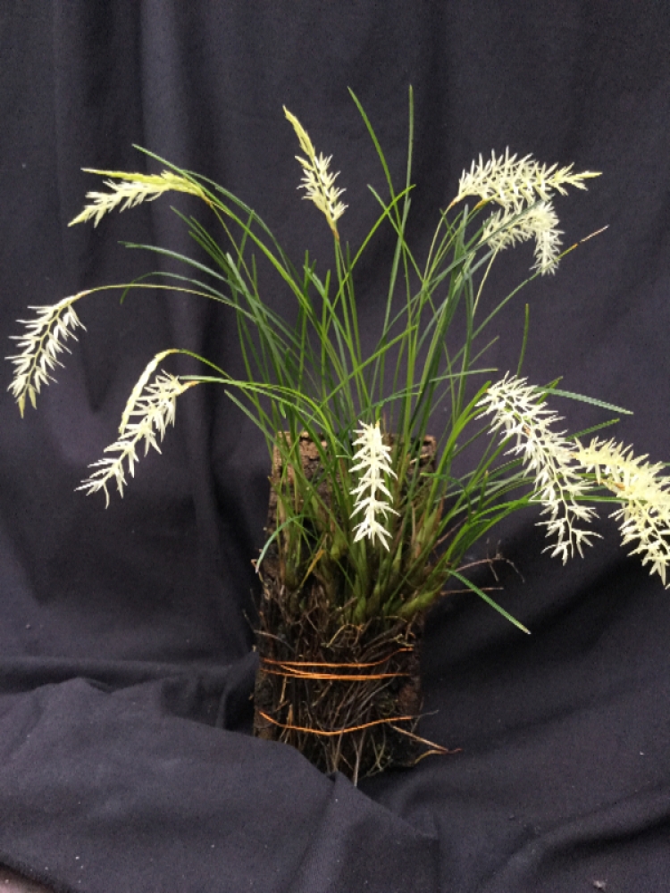 Dendrochilum warrenii