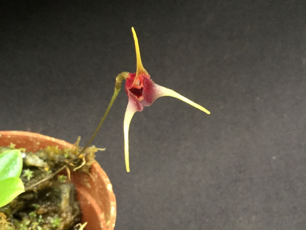 Porroglossum schramii