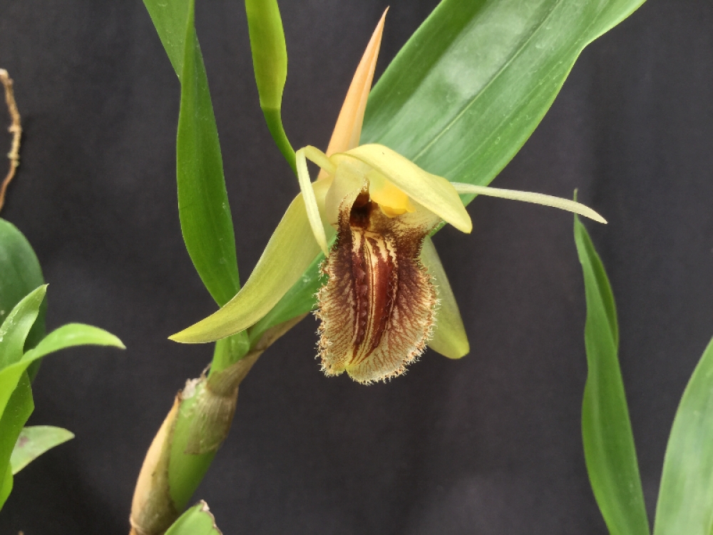 Coelogyne fimbriata