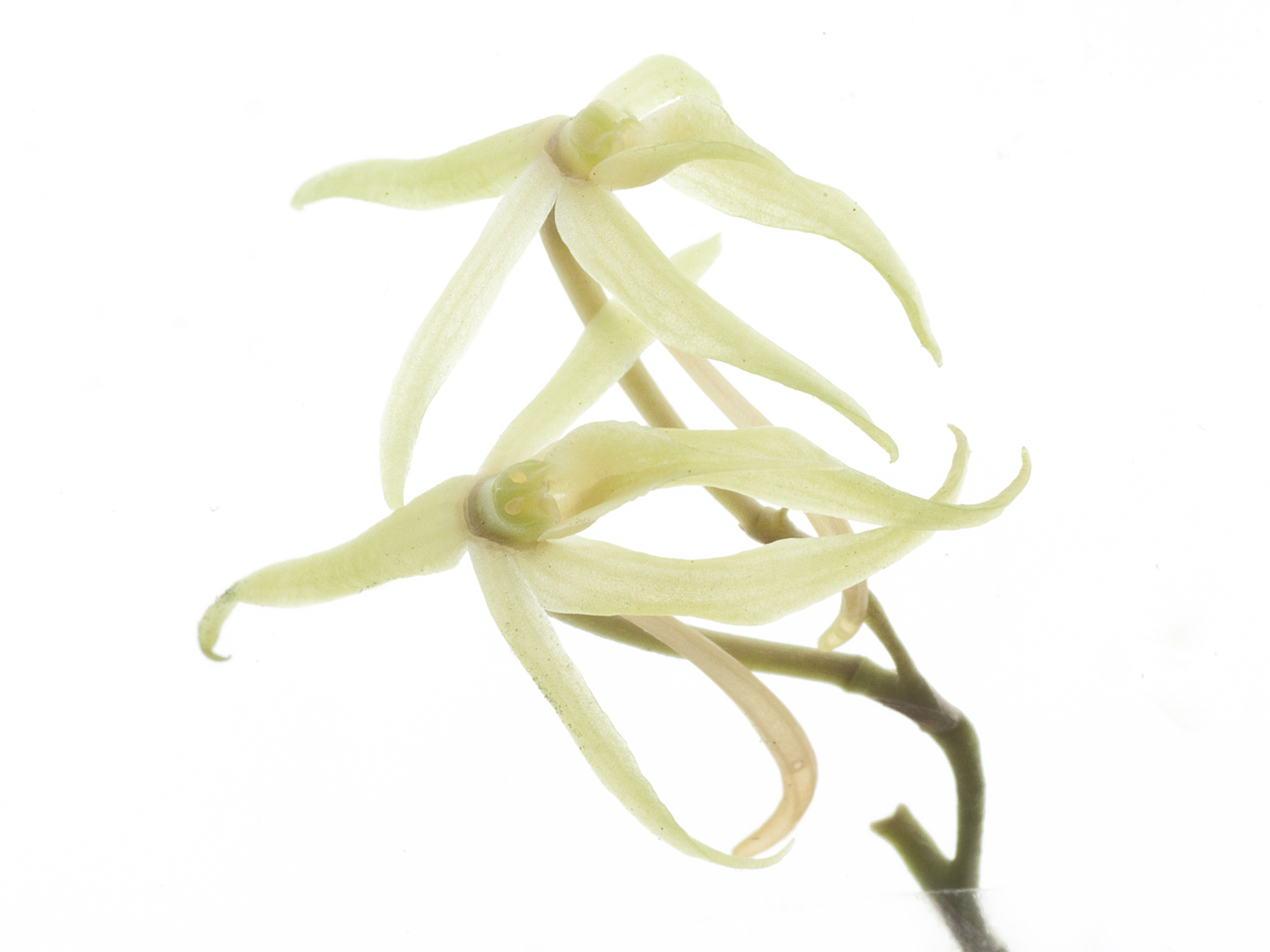 Angraecum moandense