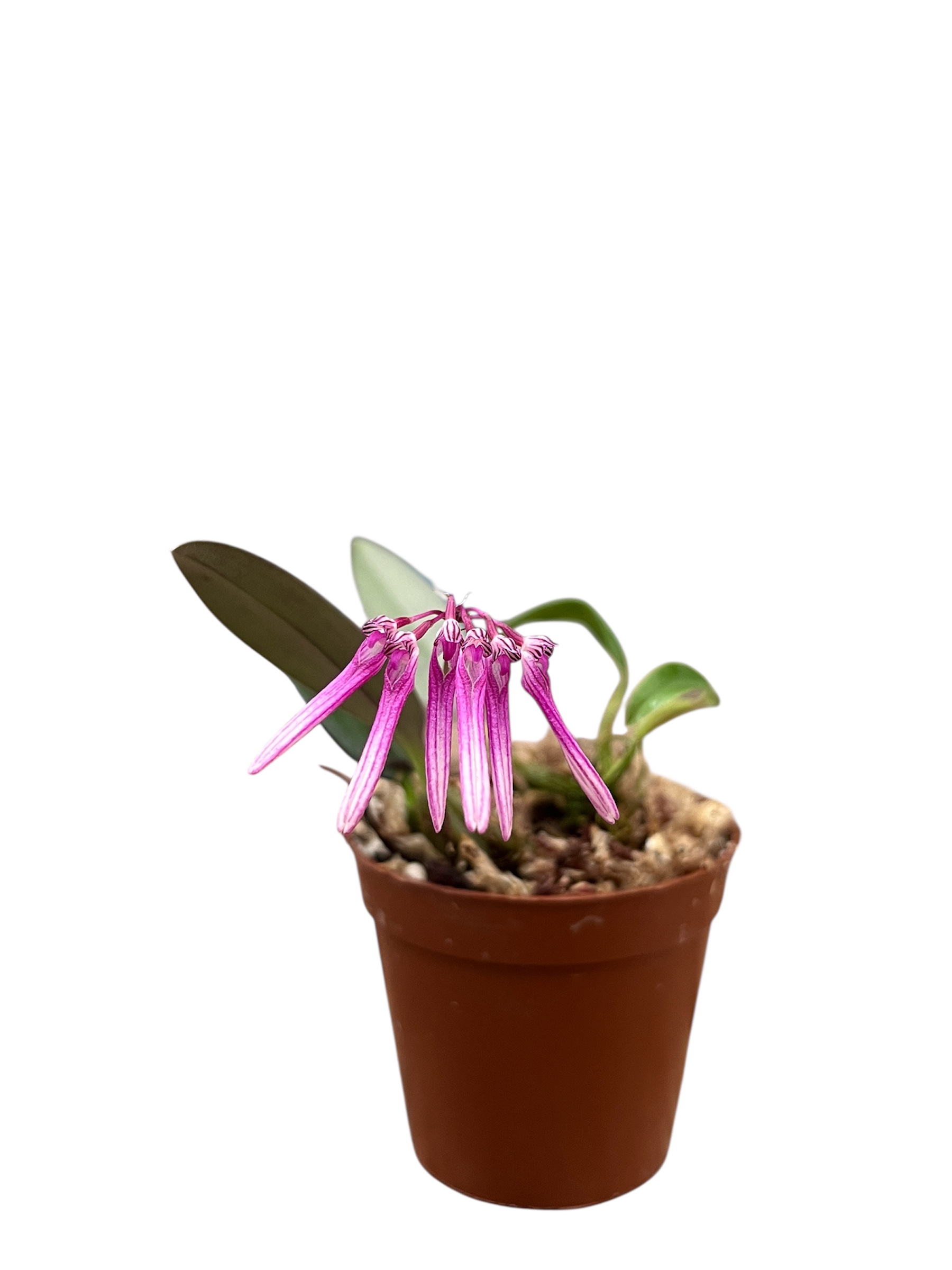 Bulbophyllum baosangii