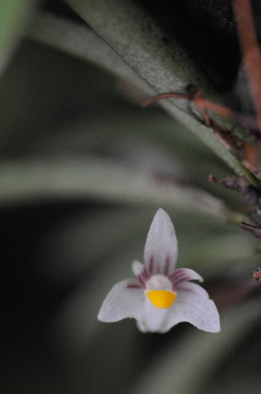 Ceratostylis brevibrachiata