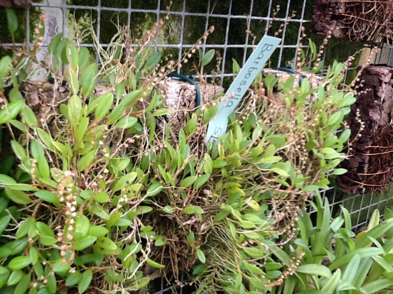 Barbosella spec. 