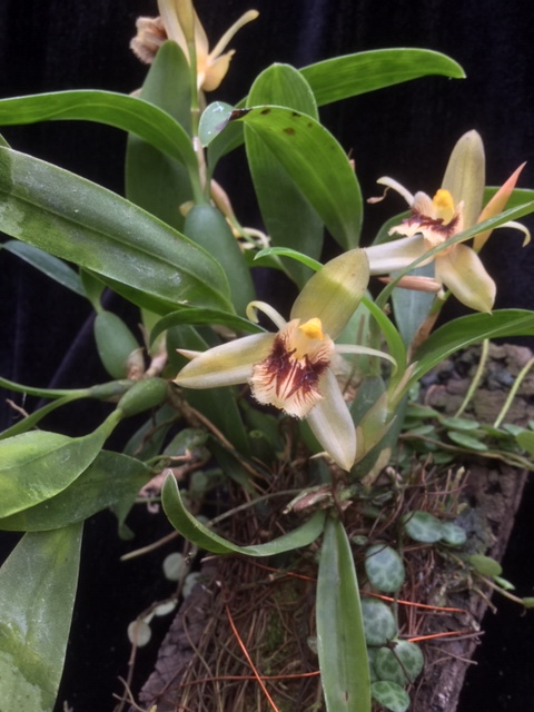 Coelogyne fuliginosa