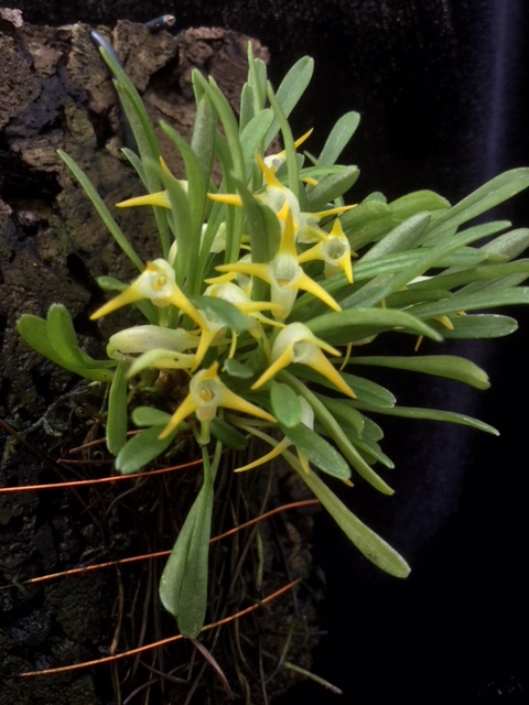 Masdevallia kyphonantha