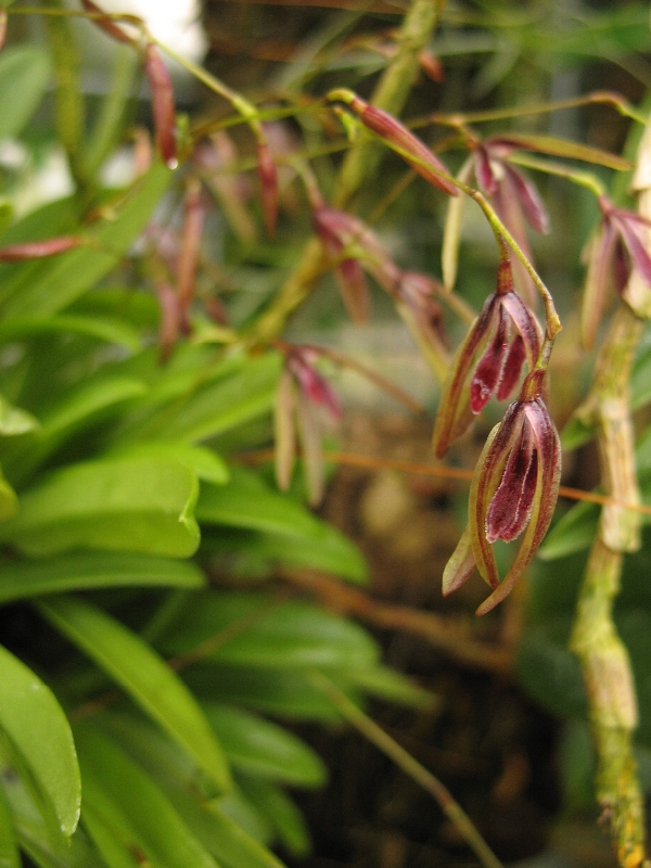 Pleurothallis bocainensis