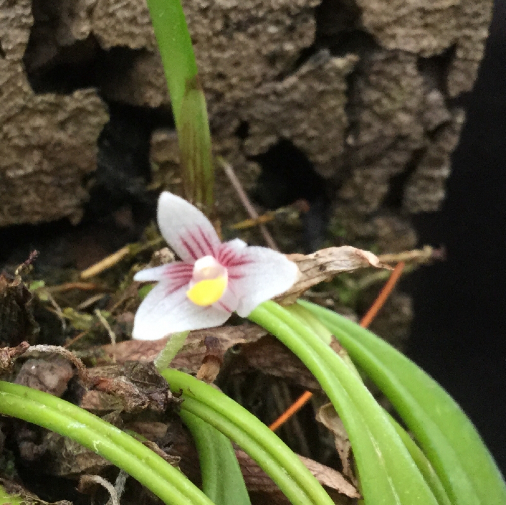 Ceratostylis brevibrachiata