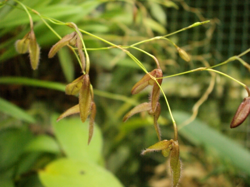 Pleurothallis flexuosa hell