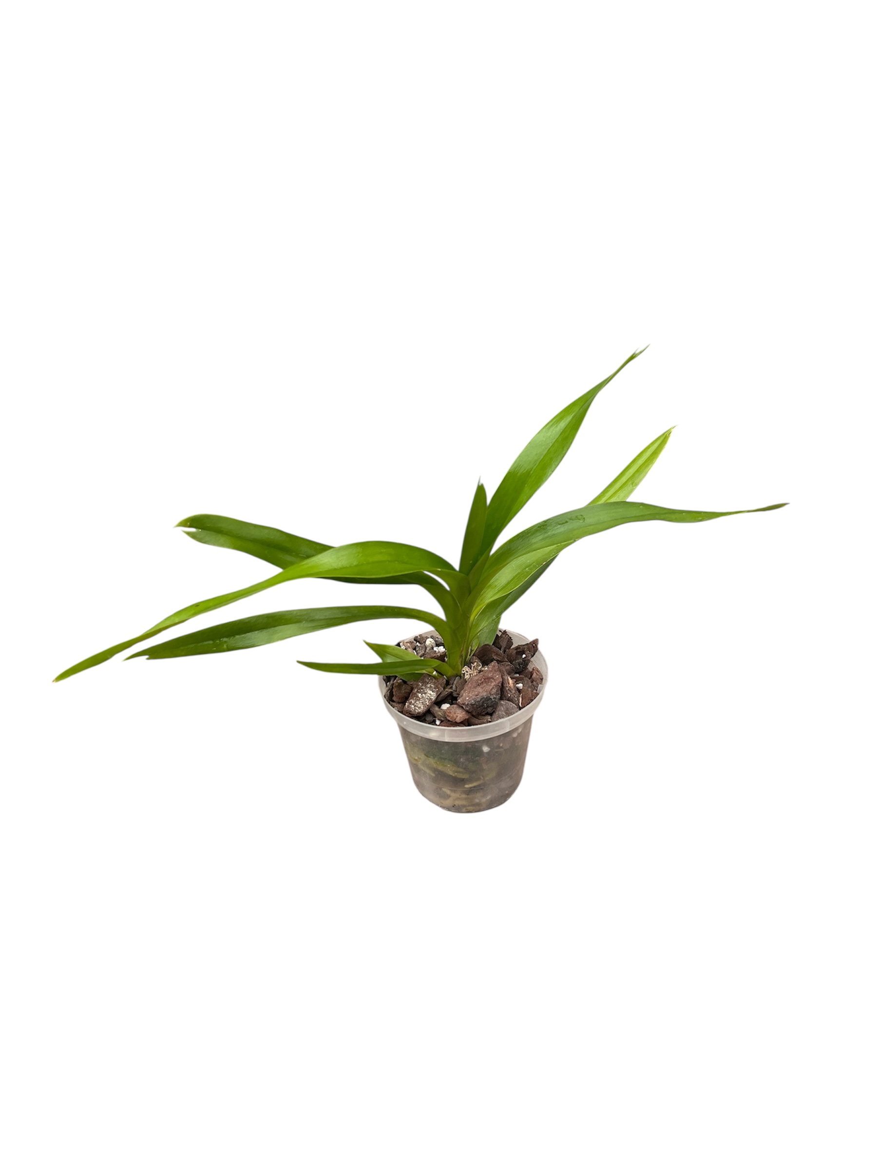 Vanda helvola