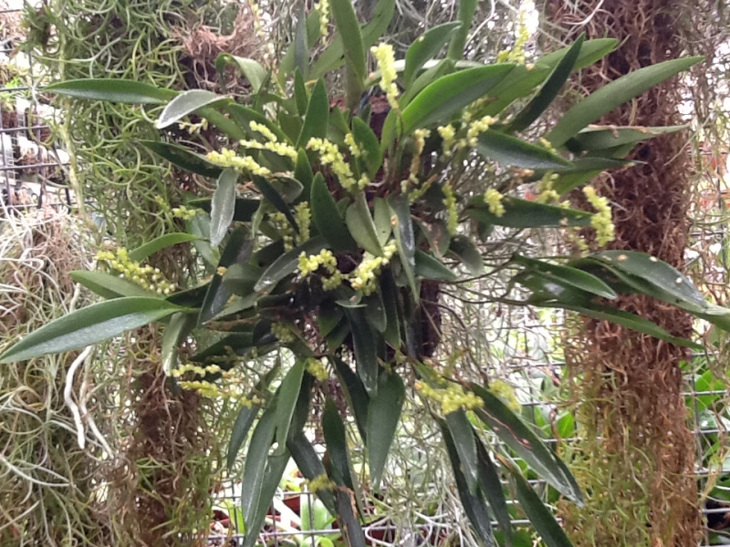 Pleurothallis divaricans