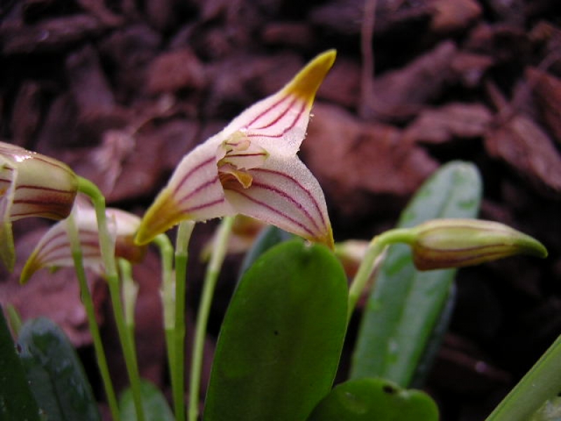Masdevallia striatella