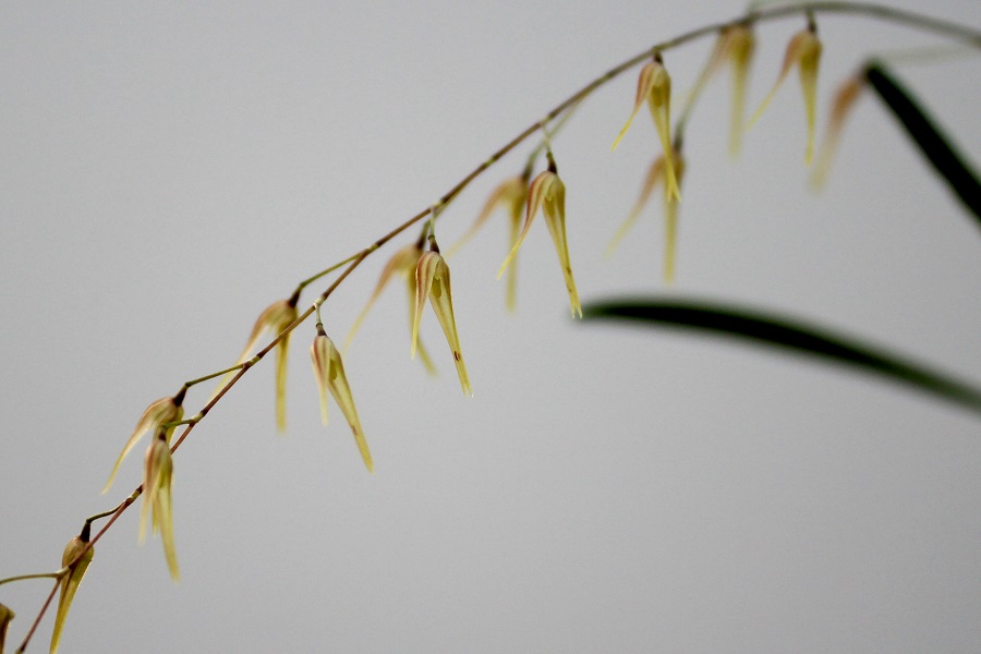 Pleurothallis picta green