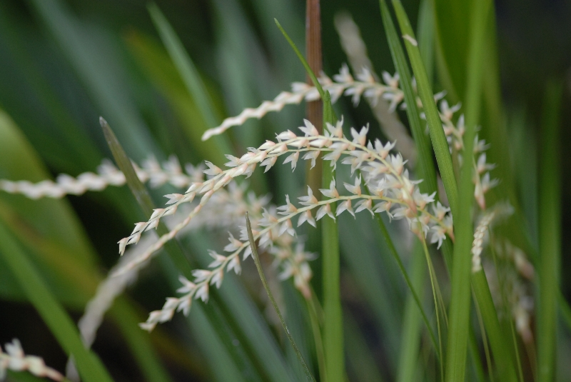 Dendrochilum luzonense (mounted)