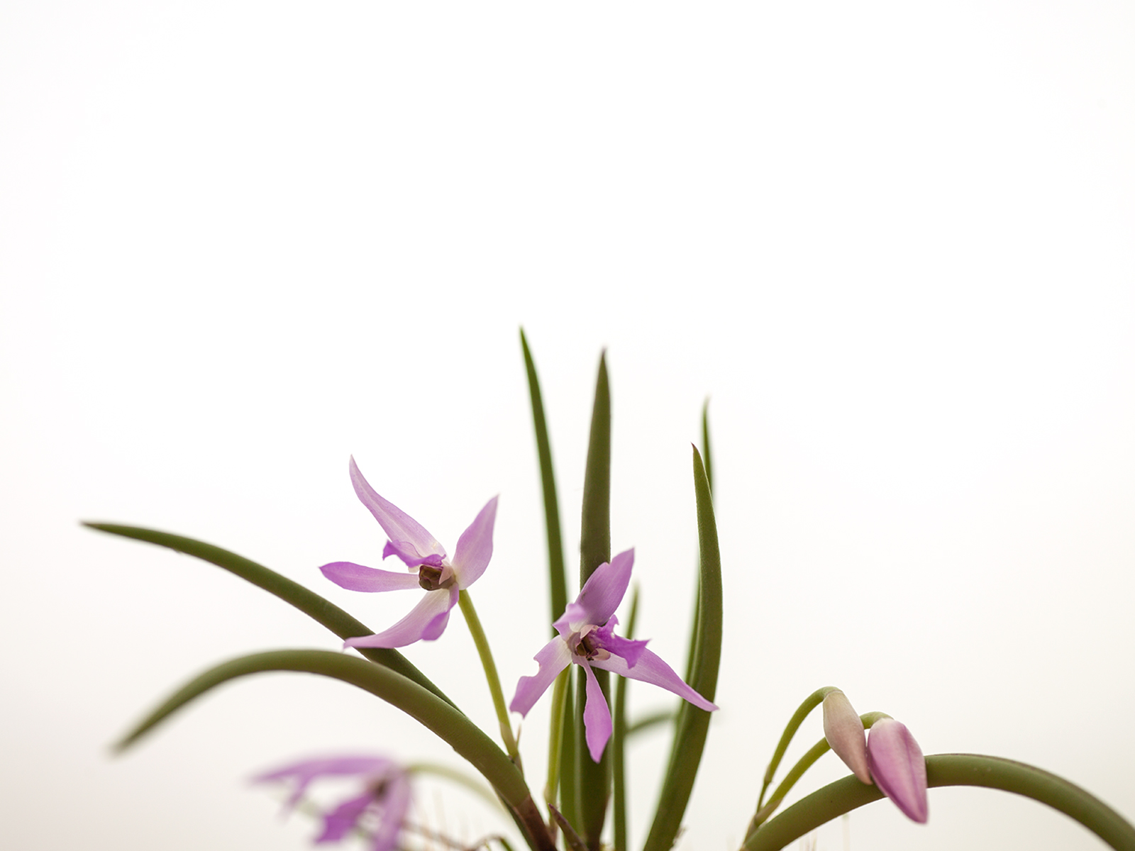 Leptotes mogyensis