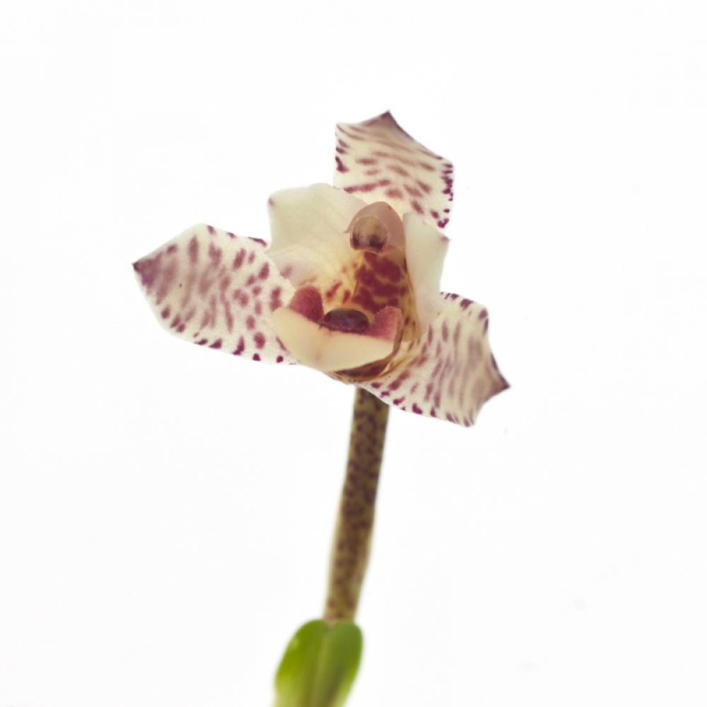 Maxillaria aff. arbuscula