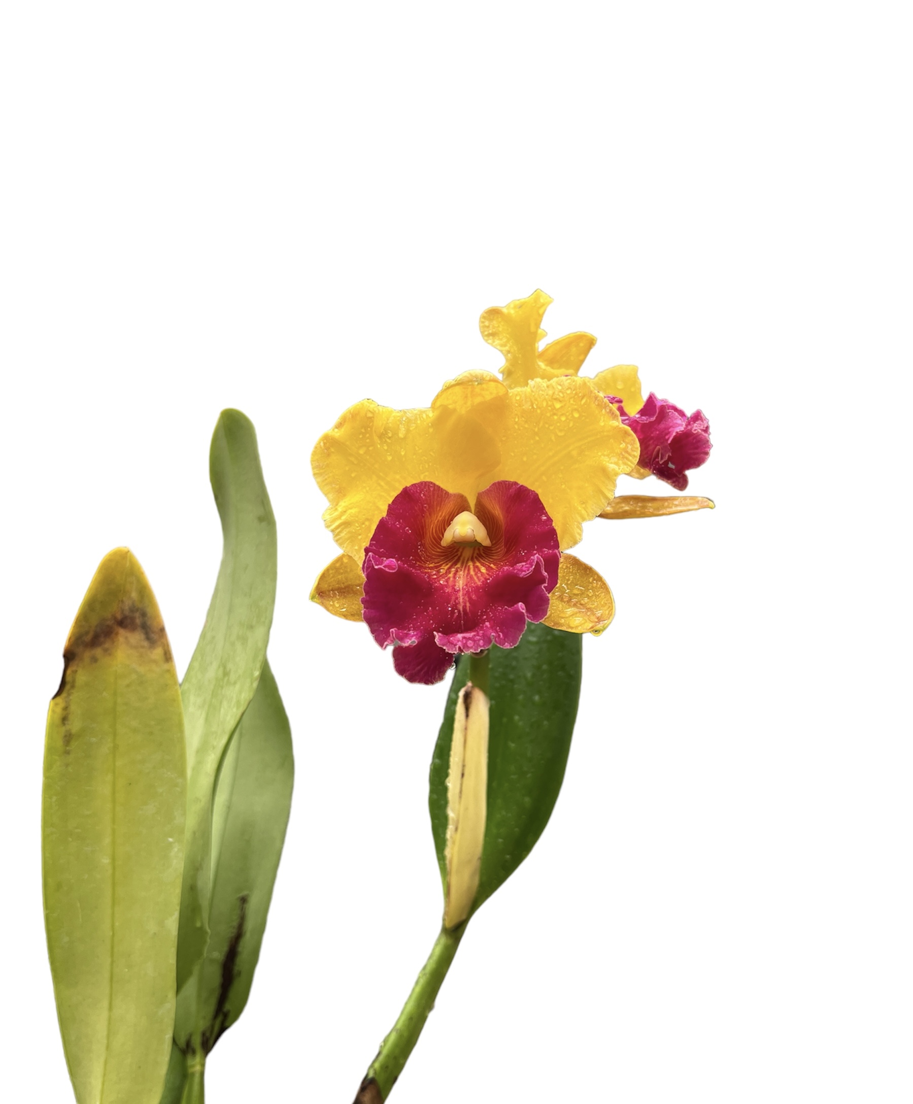 Cattleya Liu's Joyance 'Leopard'