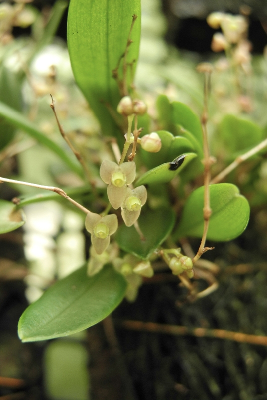 Stelis hirtella