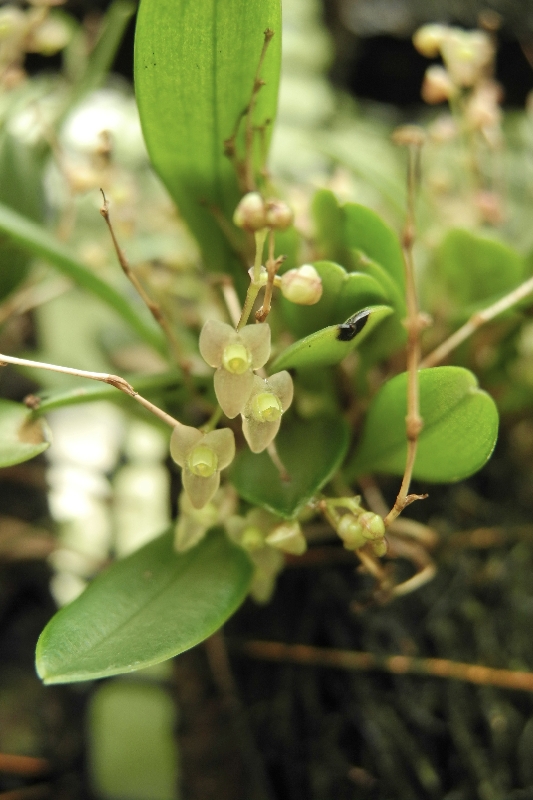 Stelis histella