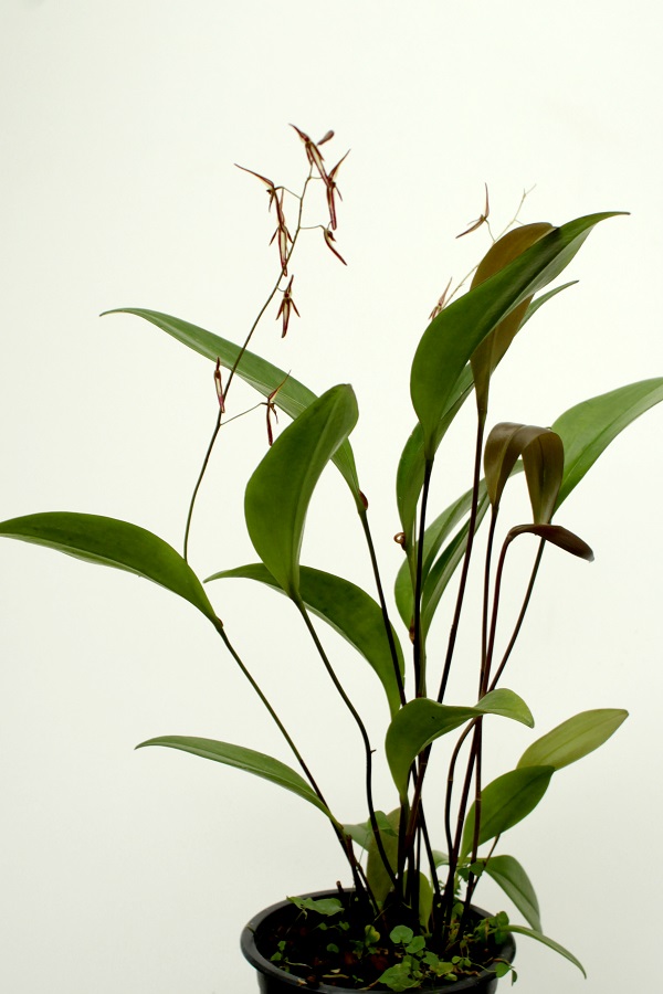 Pleurothallis stricta