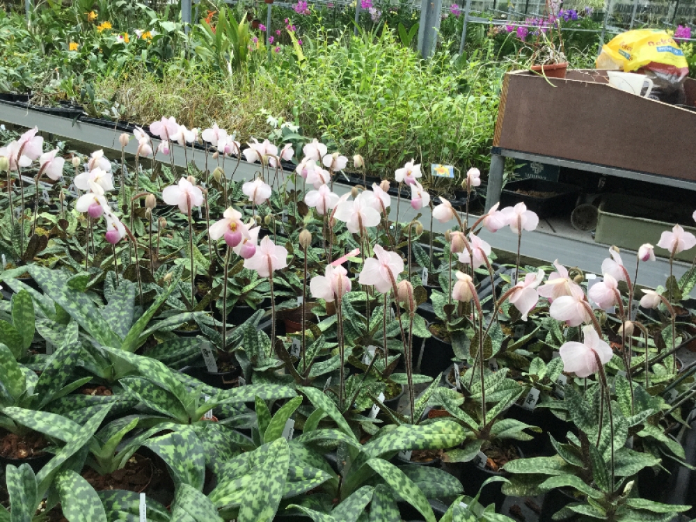 Paphiopedilum delenatii
