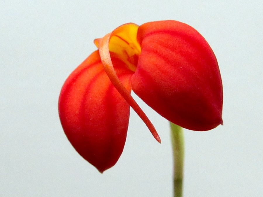 Masdevallia ignea