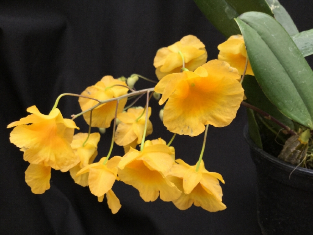 Dendrobium lindleyi 