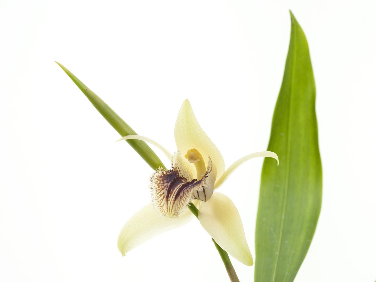 Coelogyne fuliginosa