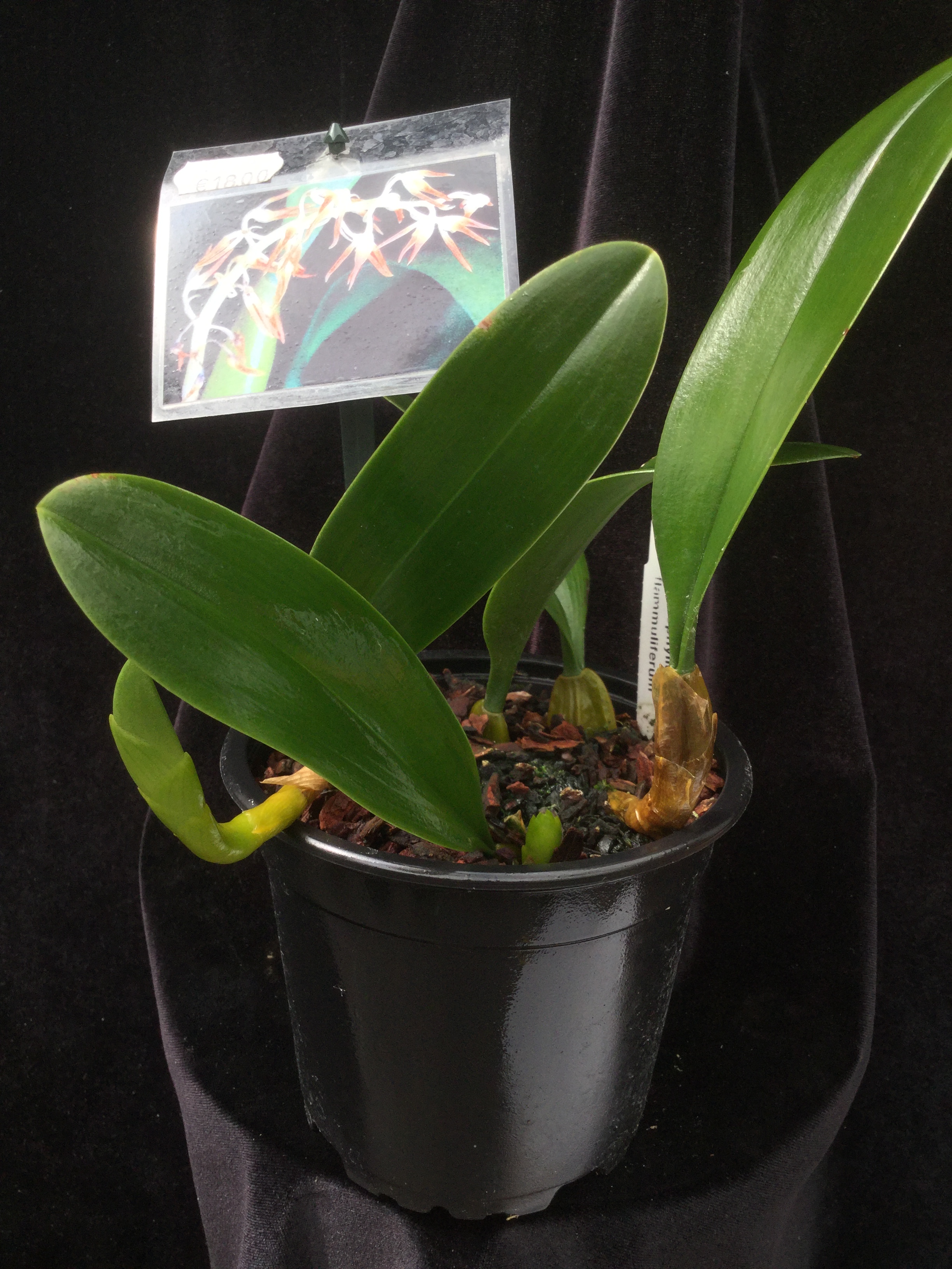 Bulbophyllum flammuliferum