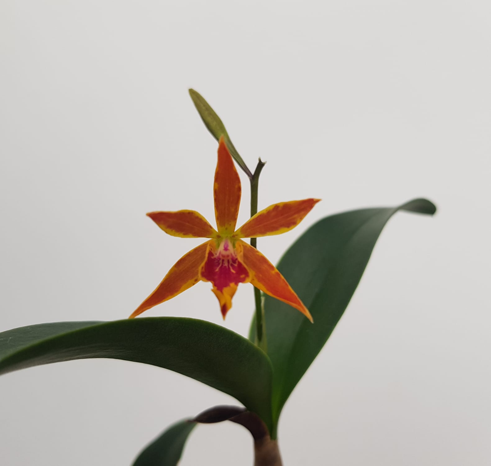 Epicattleya Volcano Trick x Lc. Janet Sparkle