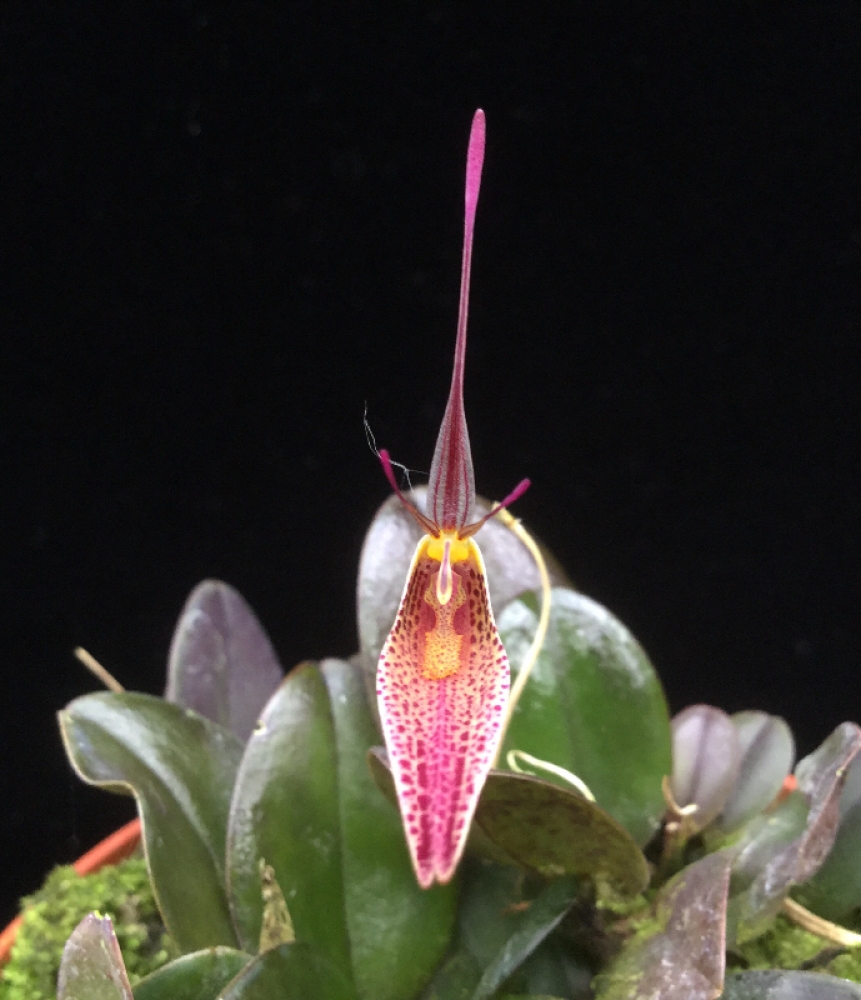 Restrepia condorensis