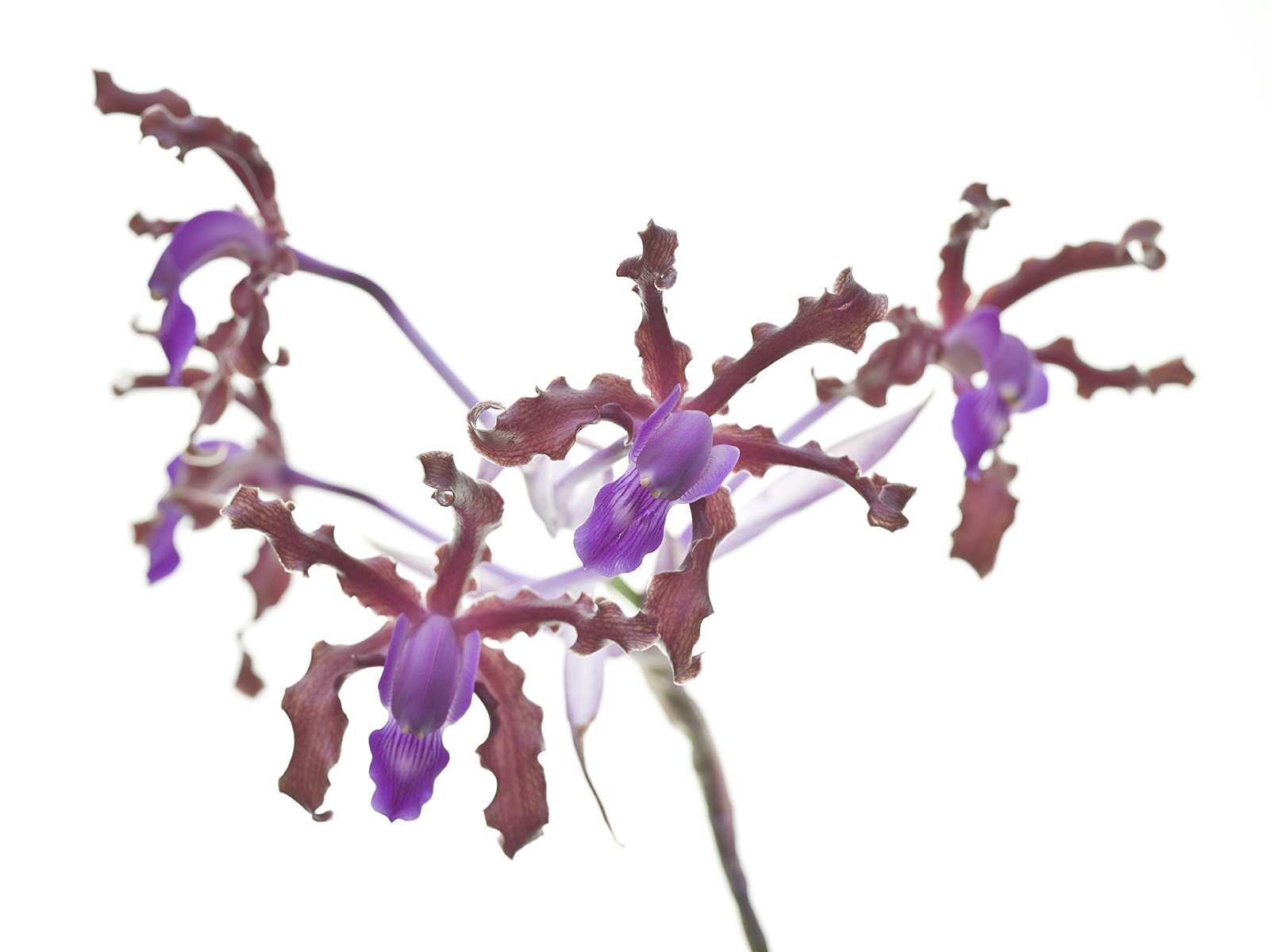 Laelia splendida