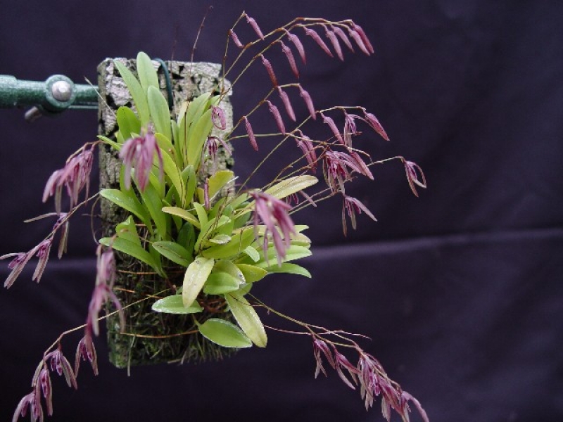 Pleurothallis bocainensis